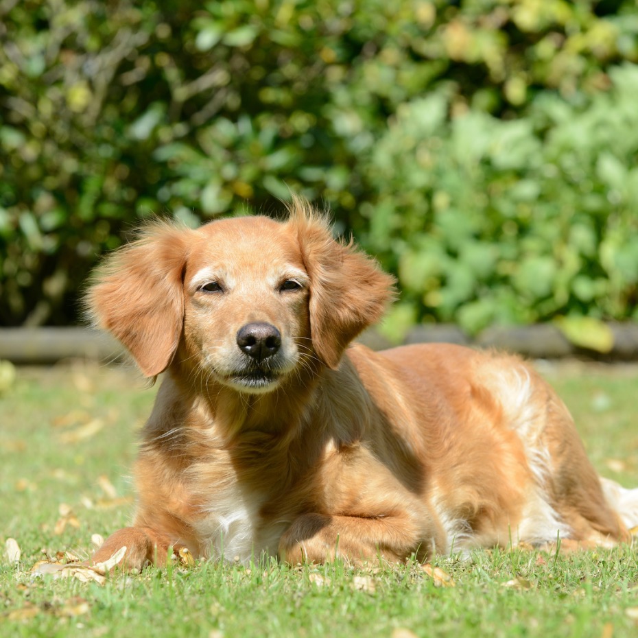 Recettes de glaces pour chiens